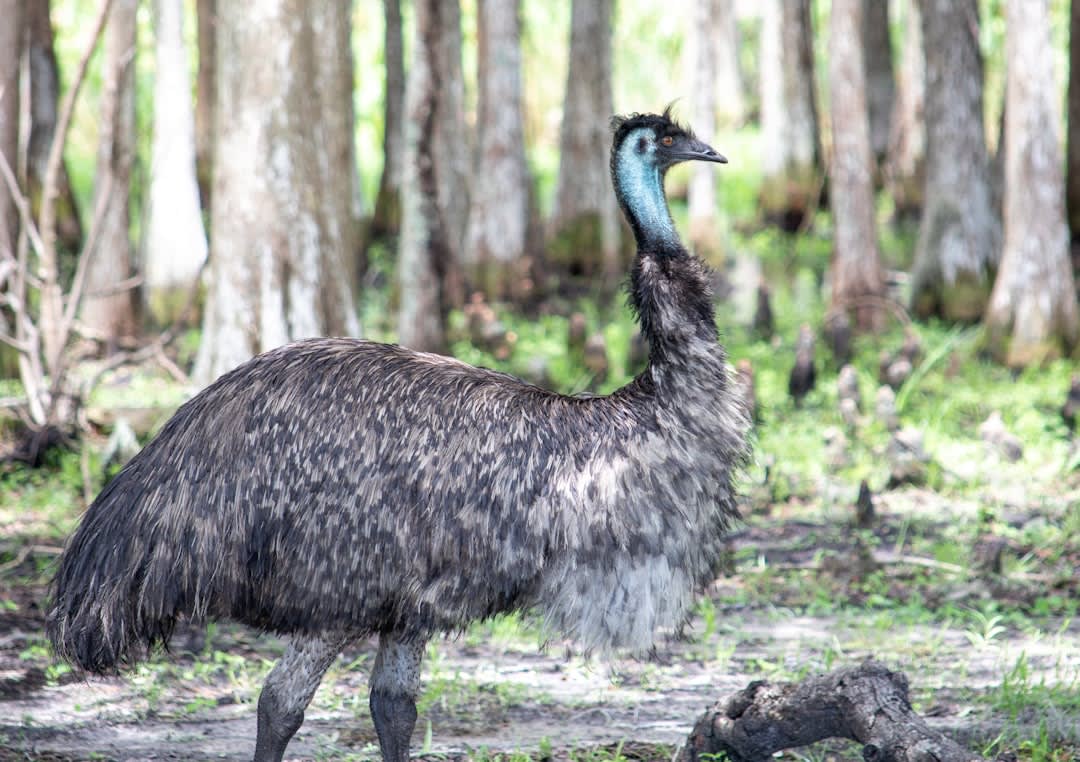 A southern cassowary standing at the edge of the rainforest near a Mission Beach road with its bright blue neck visible