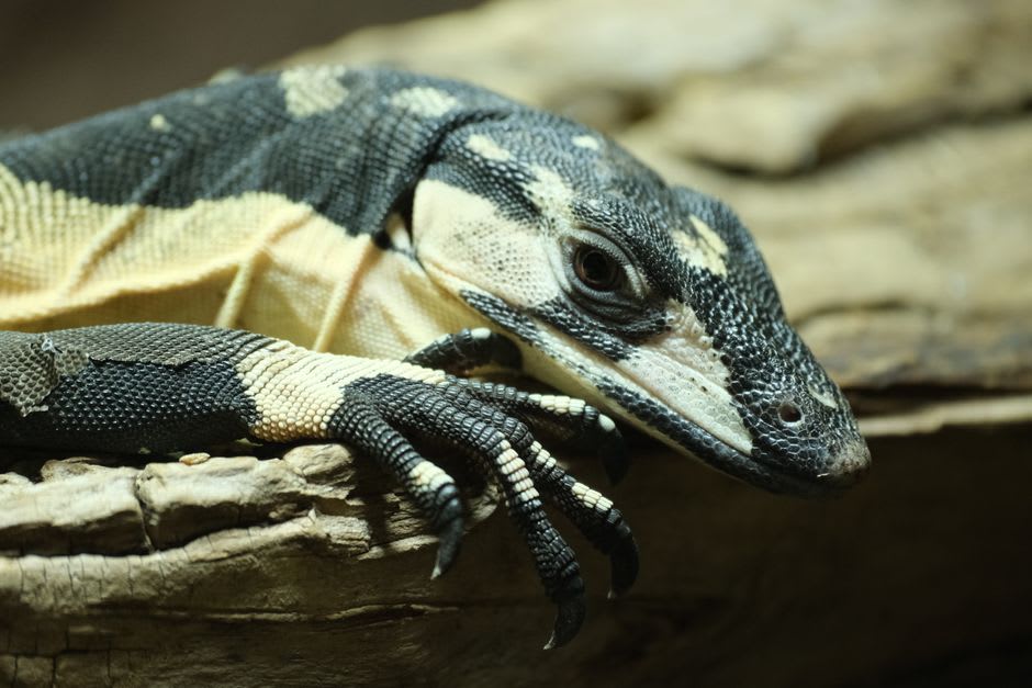 A lace monitor lizard resting on a tree trunk in the eucalypt forest of Orpheus Island