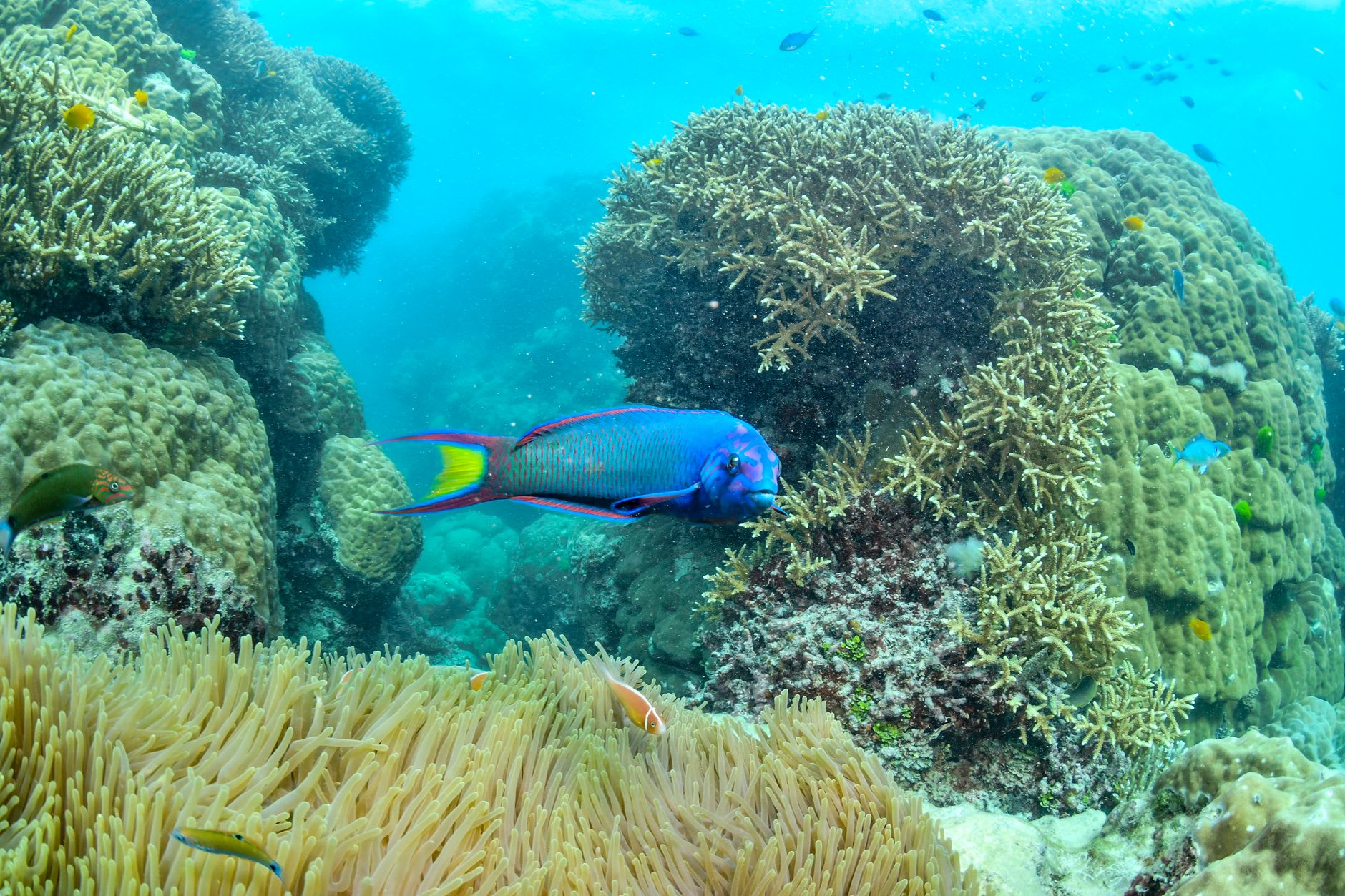 Giant potato cod at Cod Hole on the Ribbon Reef — one of the ocean's most improbable encounters, a metre-long fish approaching with complete confidence