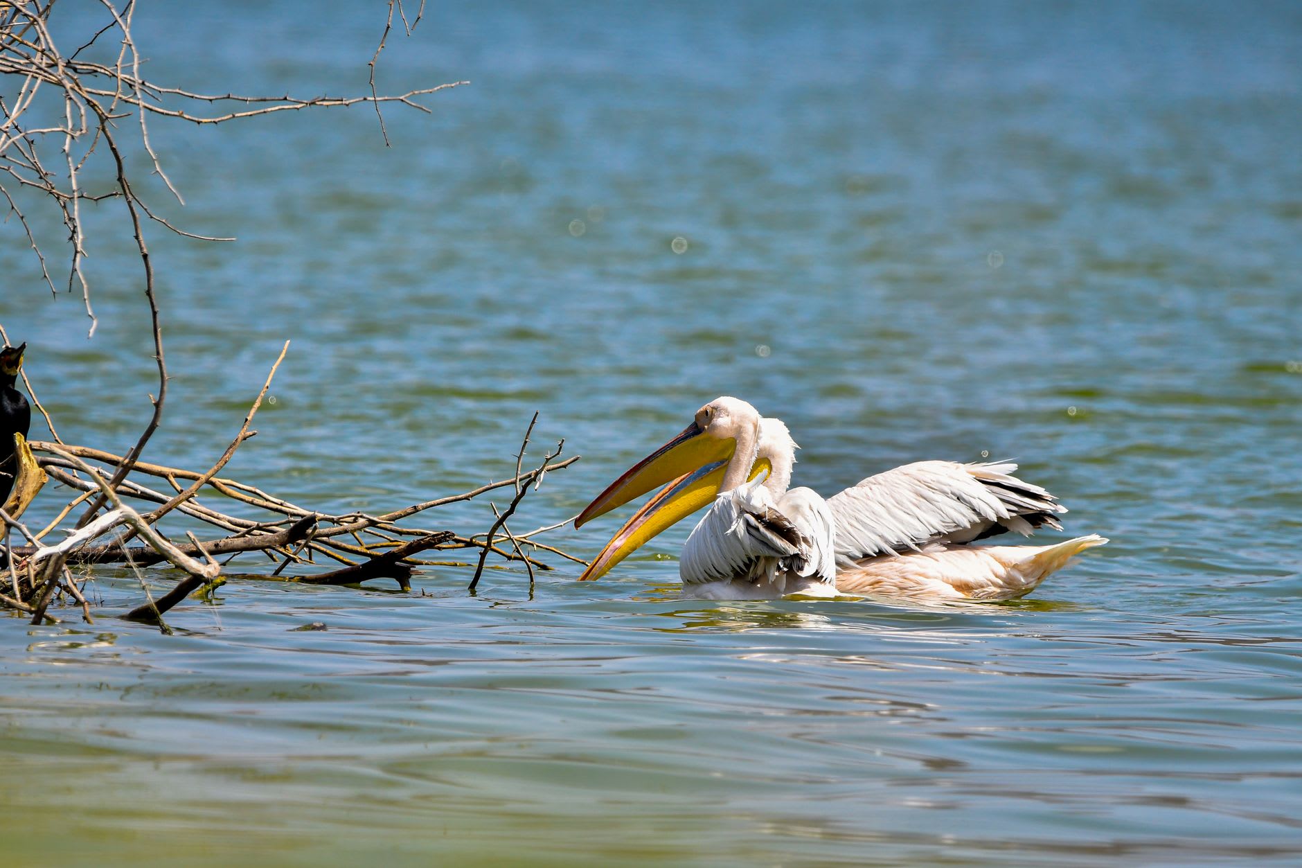 Nile crocodiles sunning on a papyrus island in Lake Baringo, the shoreline hills shimmering in the midday heat
