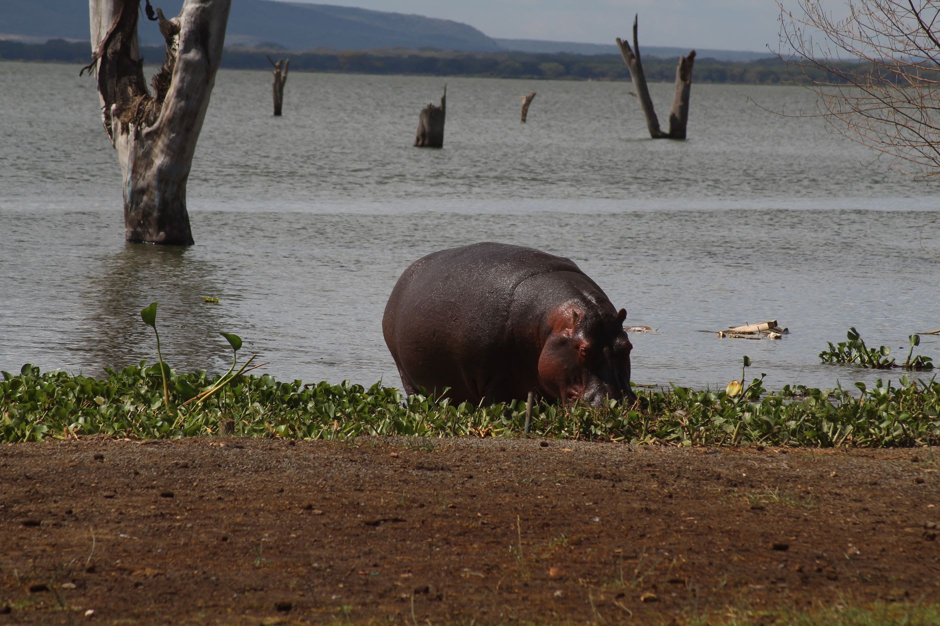 A pod of hippos resting in the shallows of Lake Naivasha at sunset, papyrus reeds framing the scene