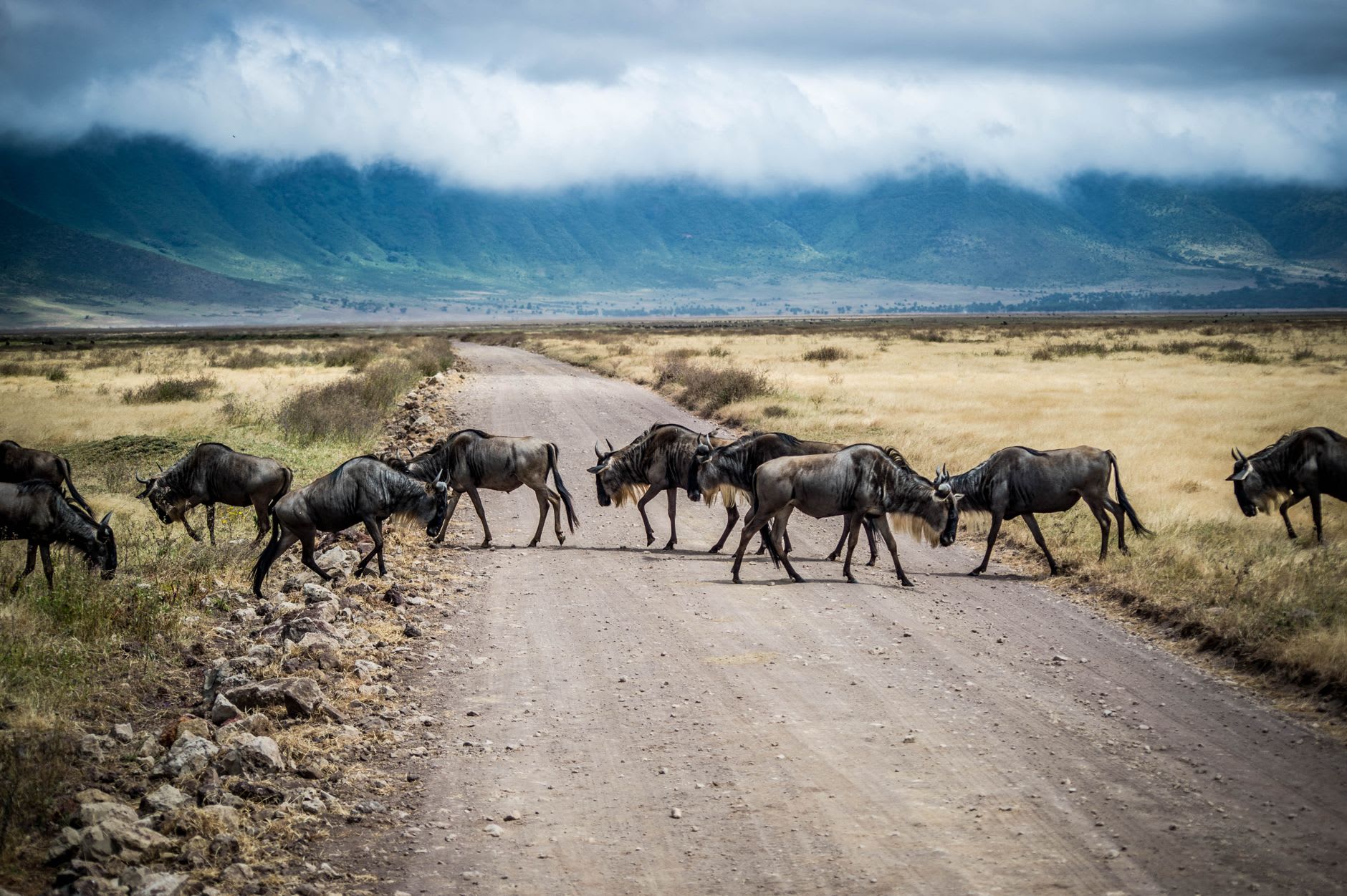 Maasai cattle herders with their red-ochre cattle crossing the Ngorongoro crater floor, a wildebeest herd visible in the middle distance