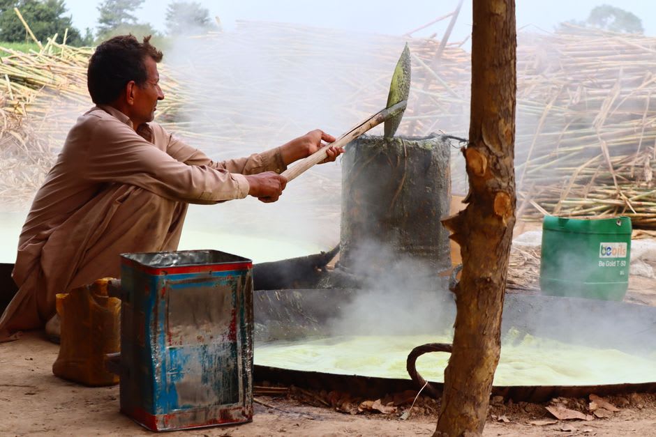Cane stalks being hand-fed into the crushing rollers at River Antoine