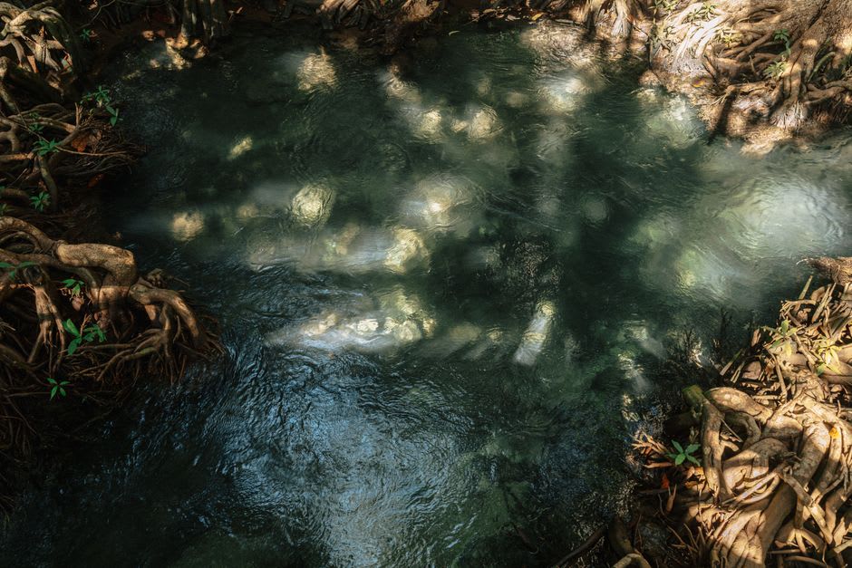 Sunlight filtering through mangrove roots into the clear shallow channels of the lagoon
