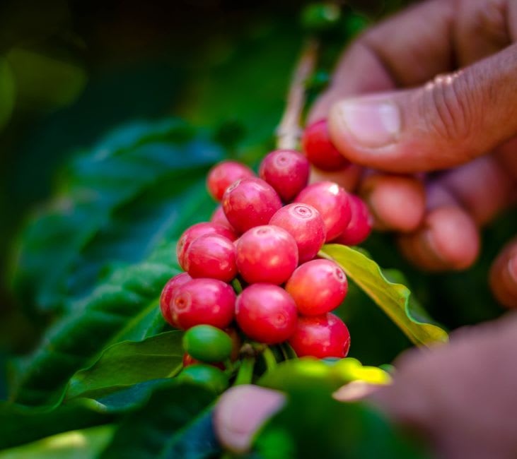 A worker's hands picking ripe red coffee cherries from a branch at Finca Filadelfia near Antigua, Guatemala