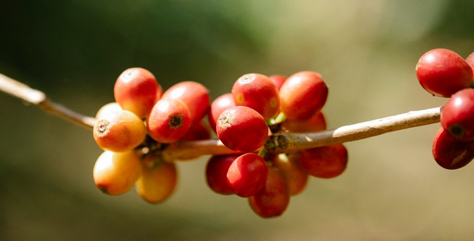 Coffee cherries ripening on the branch at Finca La Azotea with misty hills behind