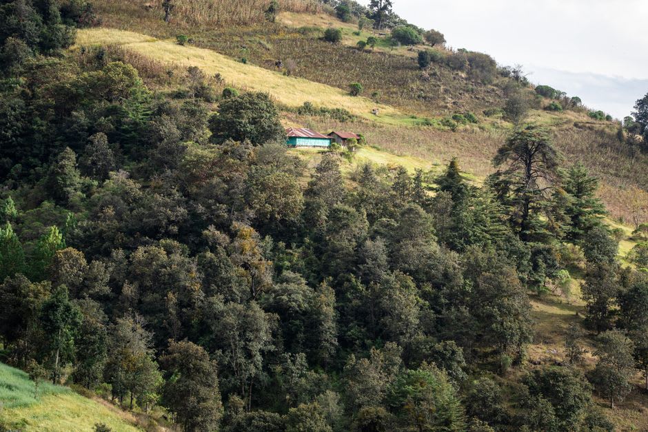 Coffee finca outside Huehuetenango with rows of coffee plants shaded by banana trees