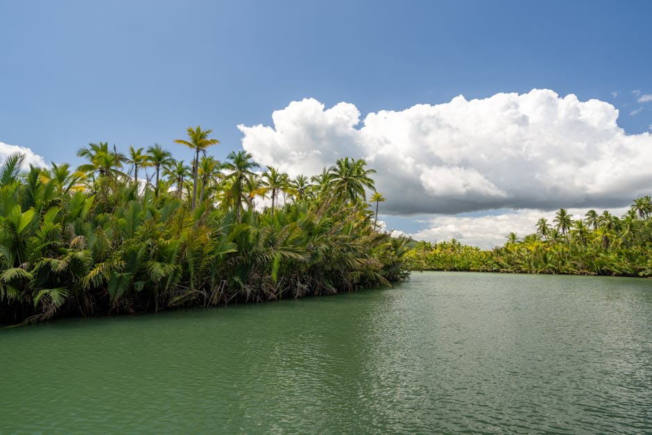 Lush tropical river flowing through dense jungle toward the Caribbean coast