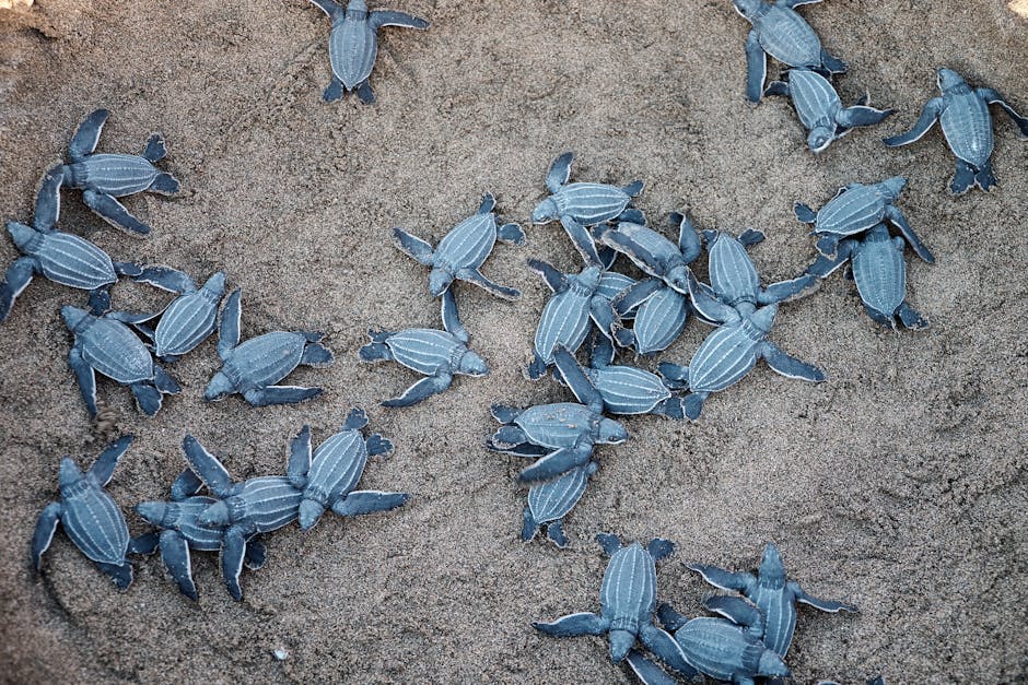 Sea turtle hatchlings making their way across sand toward the ocean