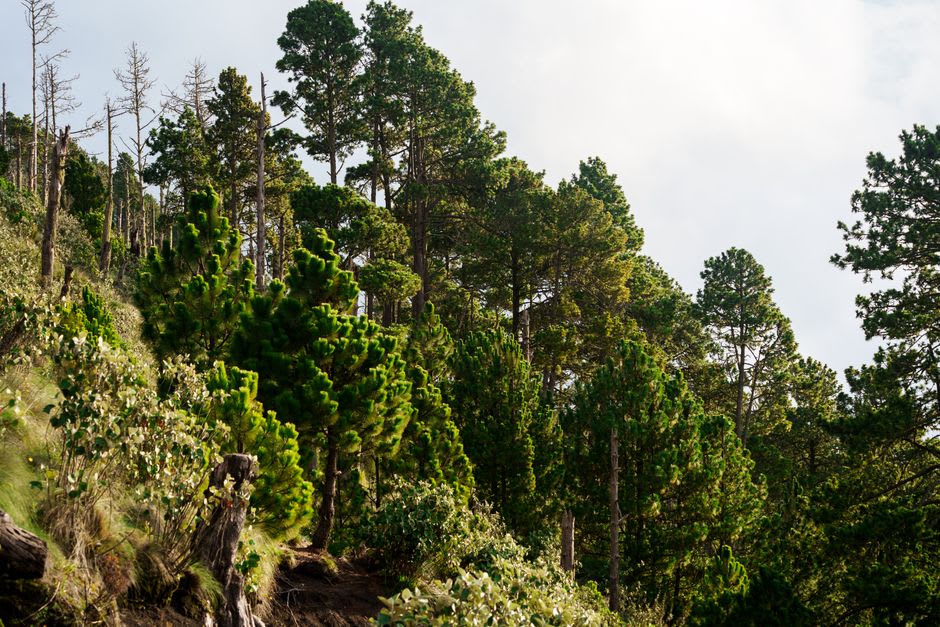Highland valley near Nebaj with pine forest and Ixil farming terraces in the Cuchumatanes foothills