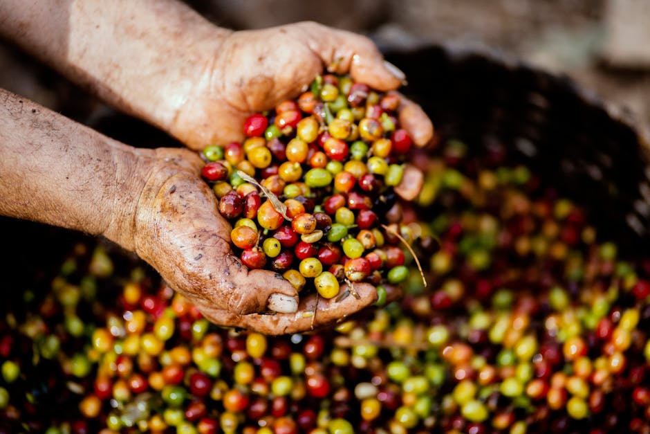 Coffee farm with rows of plants on a misty highland hillside