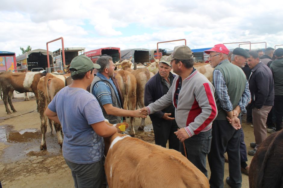 Farmers negotiating over cattle at the early-morning livestock market in San Francisco El Alto