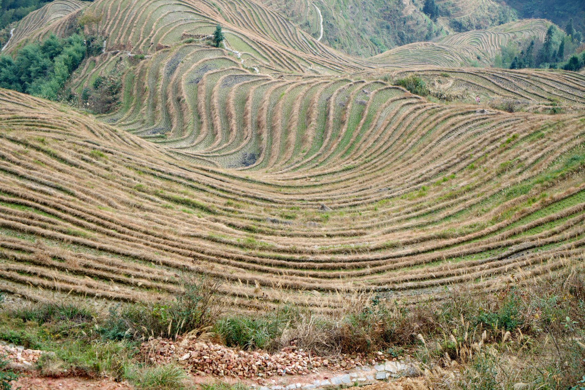 Vista amplia de las terrazas de arroz del Espinazo del Dragón en cascada por laderas empinadas con tejados de aldea Zhuang visibles en la niebla