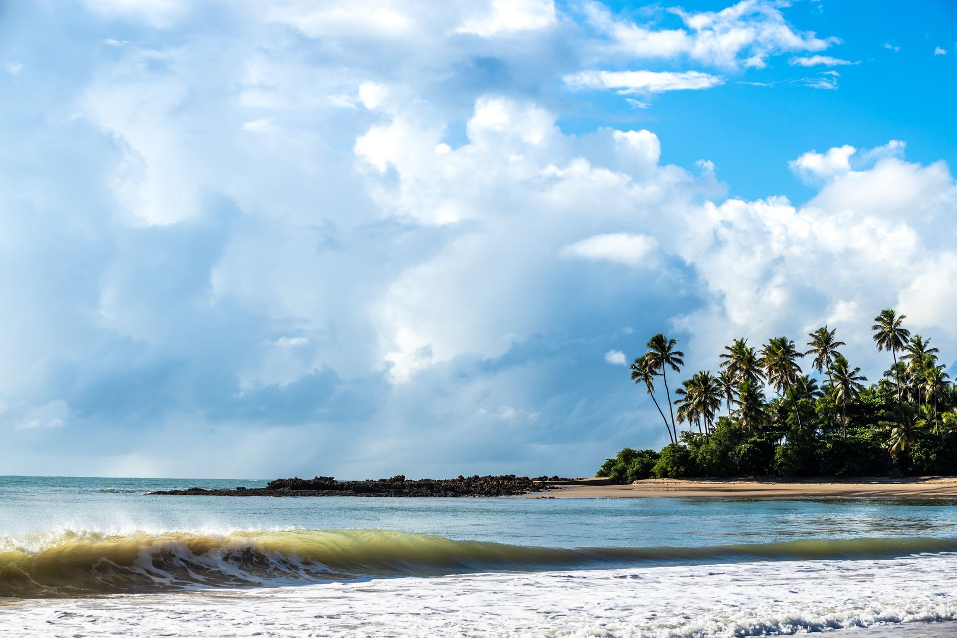 A green turtle's tracks across the beach at dawn — two parallel lines from the surf up the sand and back again, the nest invisible beneath the surface