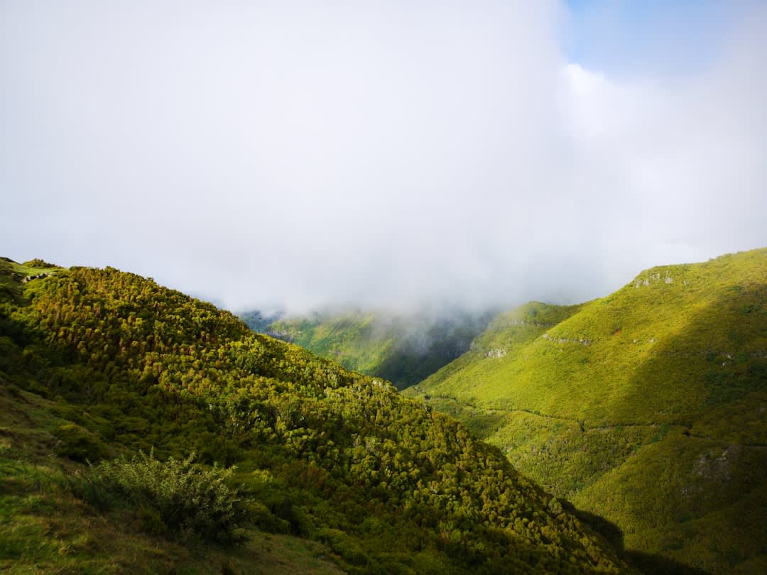 Misty montane grassland near the summit of Mount Nimba