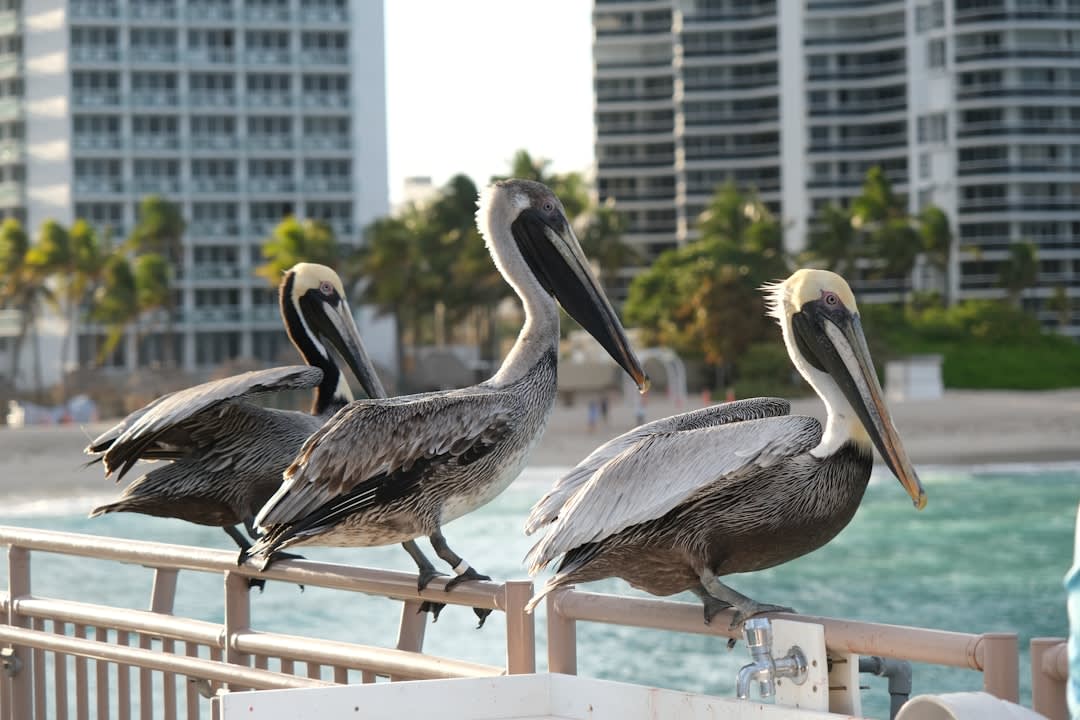 A brown pelican perched on a wooden piling with the Gulf water behind it