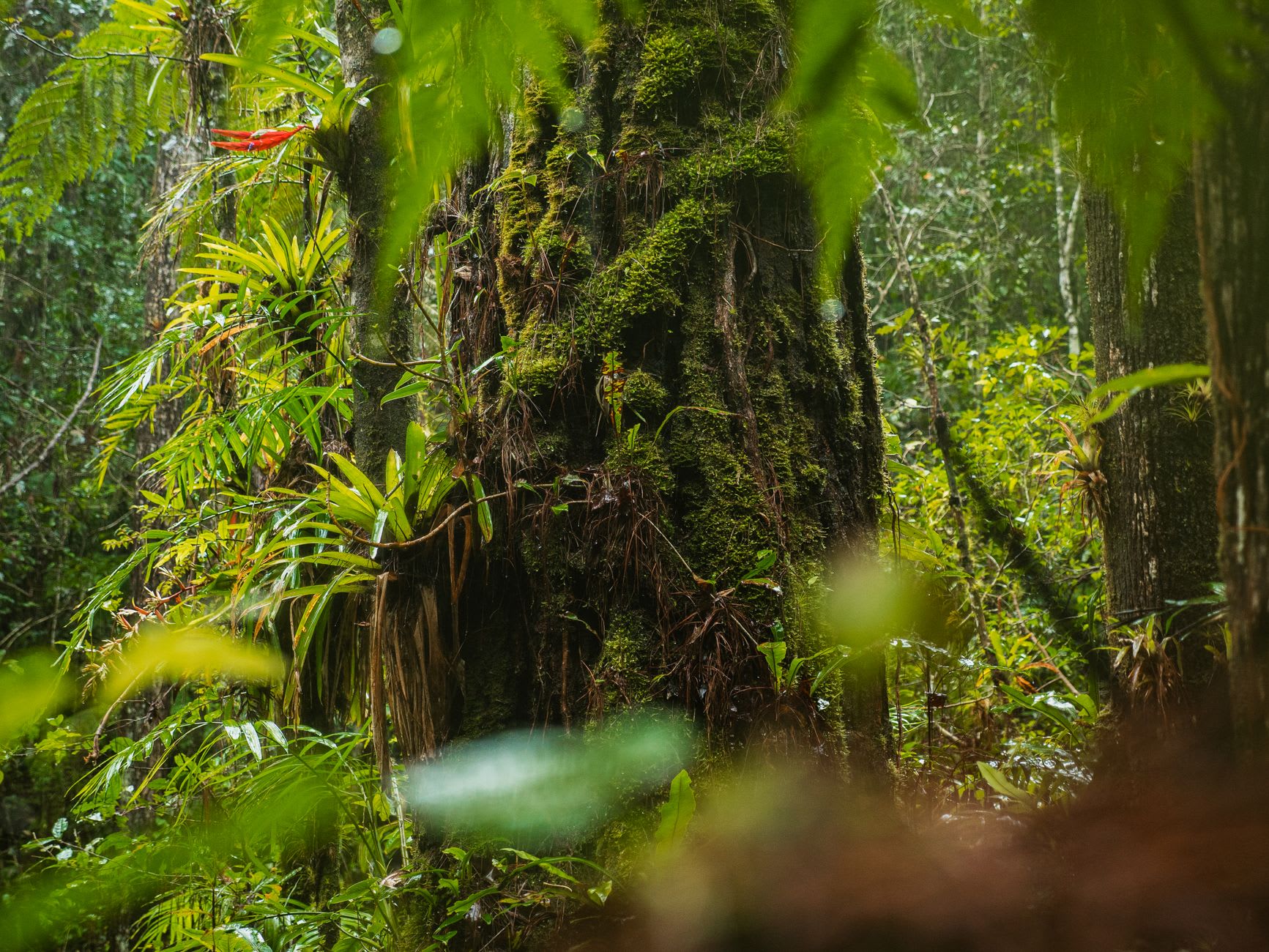 A troop of spider monkeys moving through the upper canopy of Iwokrama at dawn