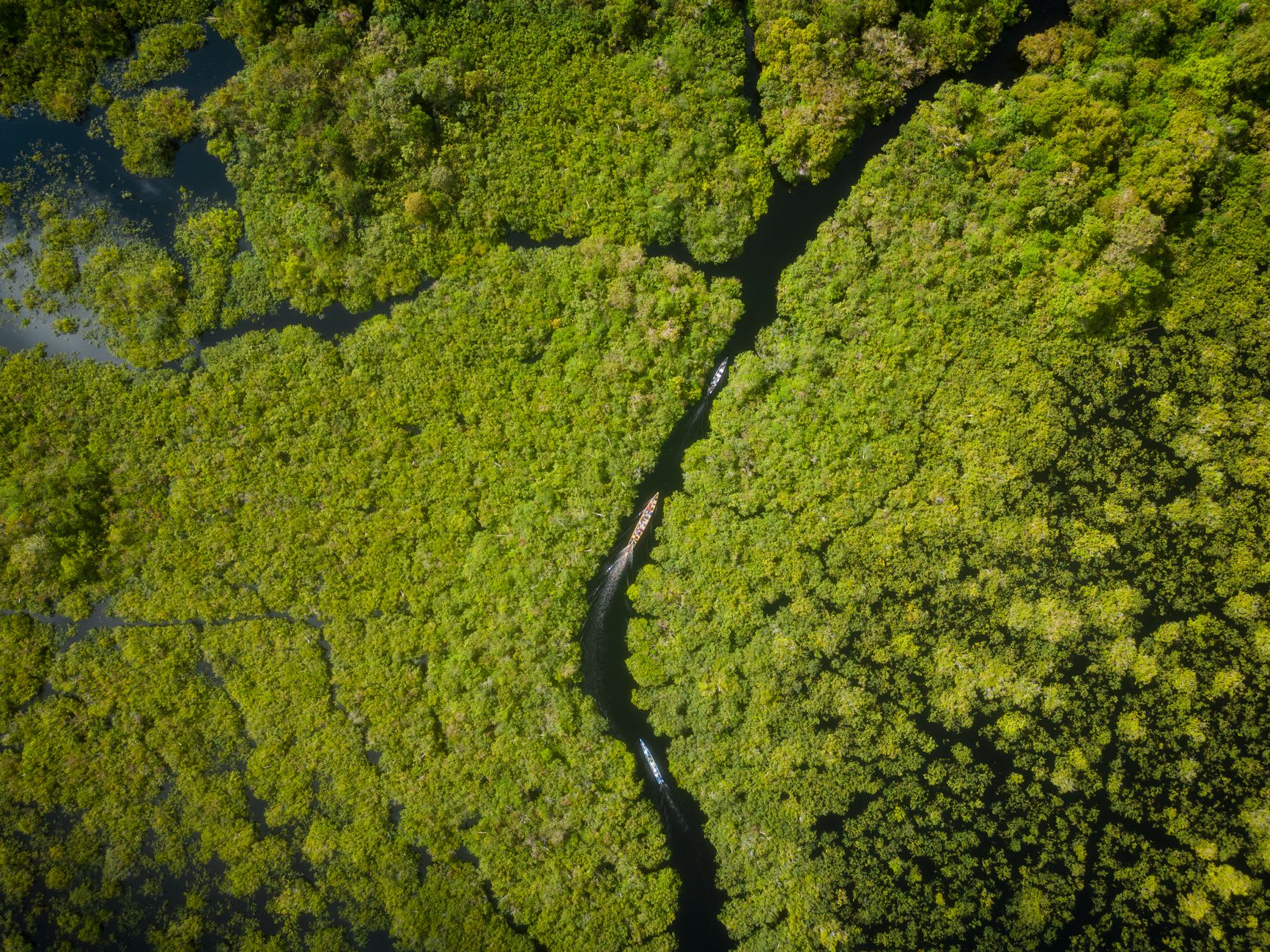 The Essequibo River at dawn from the Iwokrama lodge riverbank, the forest wall rising on both sides