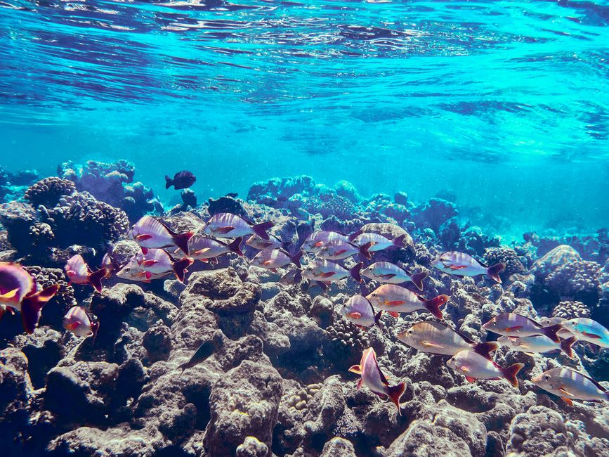 Coral reef and colorful fish visible in clear turquoise water off Wuzhizhou Island