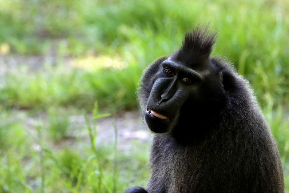A Guangxi crested macaque perched on a railing on Nanwan Monkey Island, Hainan