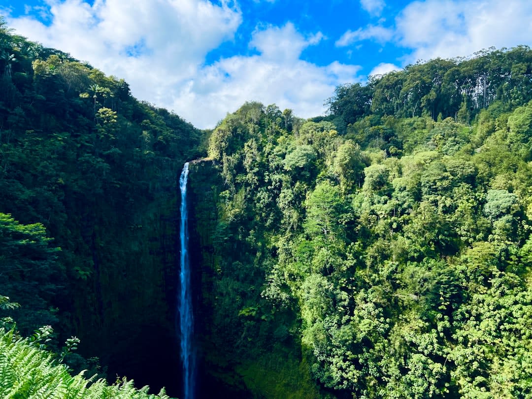 Mist rising from the base of Akaka Falls as it plunges into a fern-lined gorge