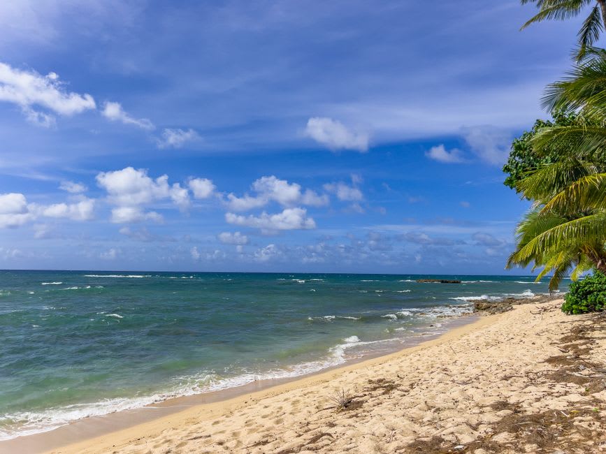 Ironwood trees lining the grassy shoreline at Anini Beach Park with a windsurfer visible on the water