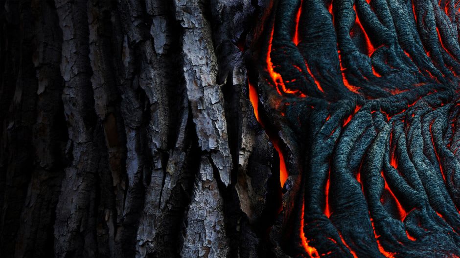 Un ancho molde hueco de árbol de lava con textura de corteza visible, en pie bajo luz moteada del bosque
