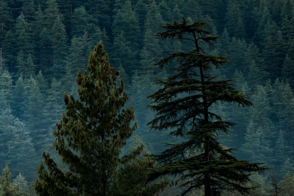 The forested trekking trail between Barot and Kothi lined with tall deodar and pine trees