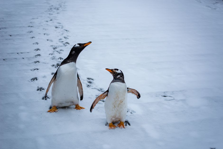 Pingüinos del Zoológico Asahiyama caminando en fila por la nieve durante su paseo invernal, visitantes observando desde detrás de una línea de cuerda