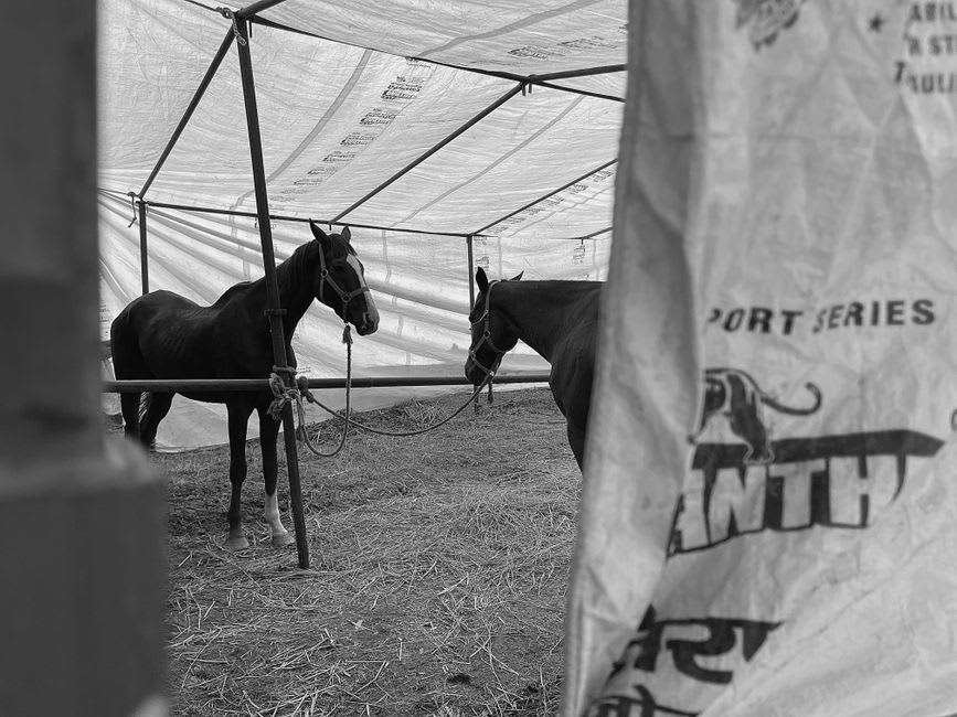 Un troupeau de chevaux pur-sang paissant dans un enclos côtier le long de la route côtière de Hidaka menant vers le cap Erimo