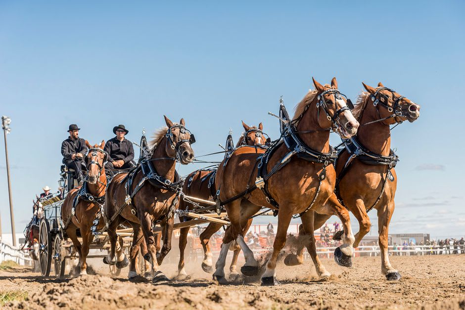 Enormes caballos de tiro forcejeando para arrastrar pesados trineos de hierro colina arriba por el barro en la pista de banei de Obihiro, jinetes de pie detrás de ellos