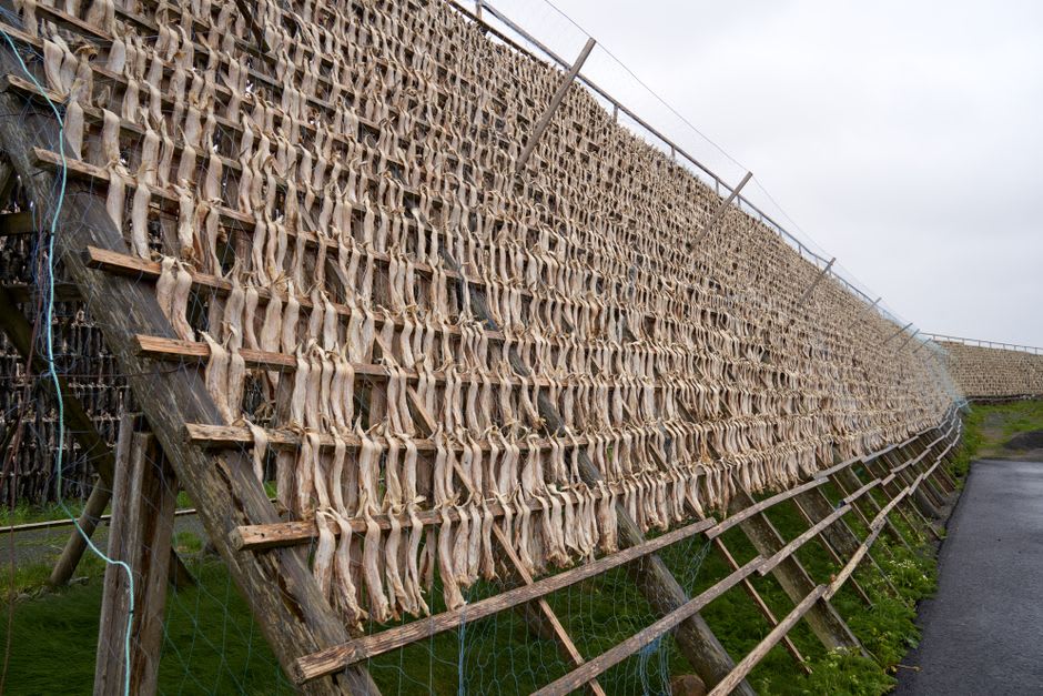 Des rangées de kombu rishiri séchant sur des claies en bois le long du rivage rocheux, la mer visible en arrière-plan