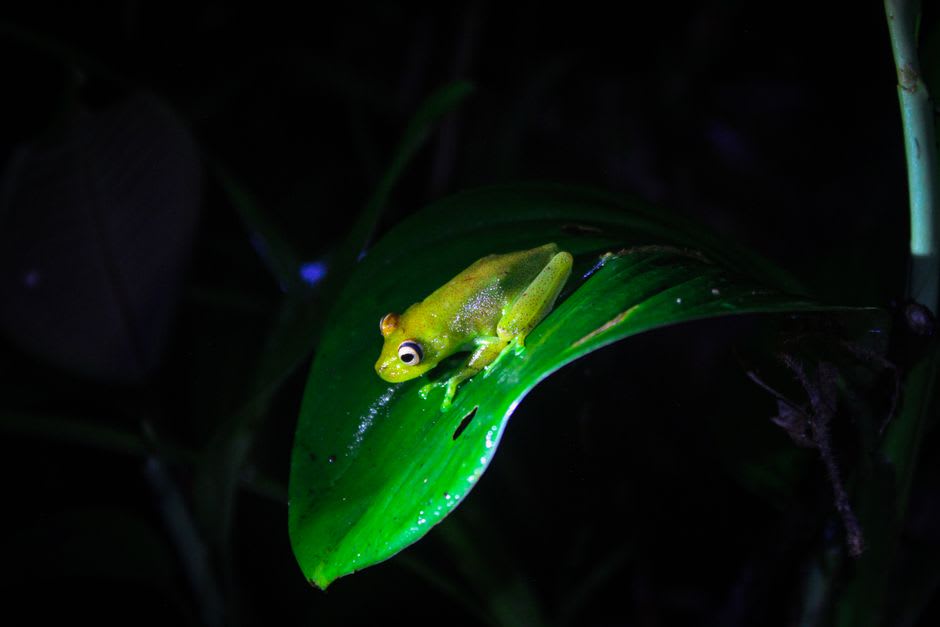 La linterna frontal de un investigador iluminando una rana de cristal translúcida sobre una hoja durante una caminata nocturna en el Parque Nacional Cusuco