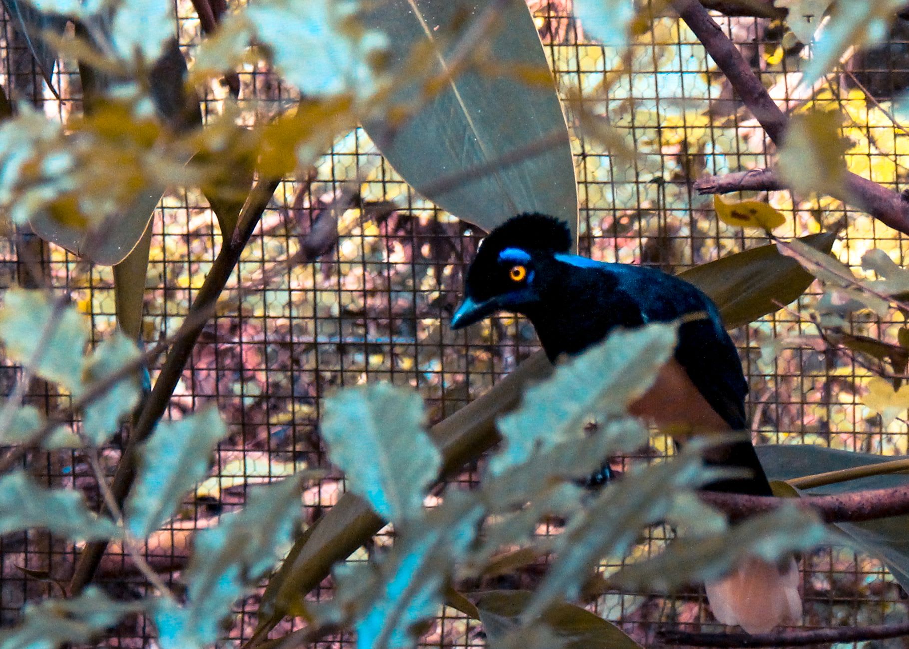 A massive walk-through aviary at Parque das Aves with full-height jungle trees inside and scarlet macaws flying freely through the canopy