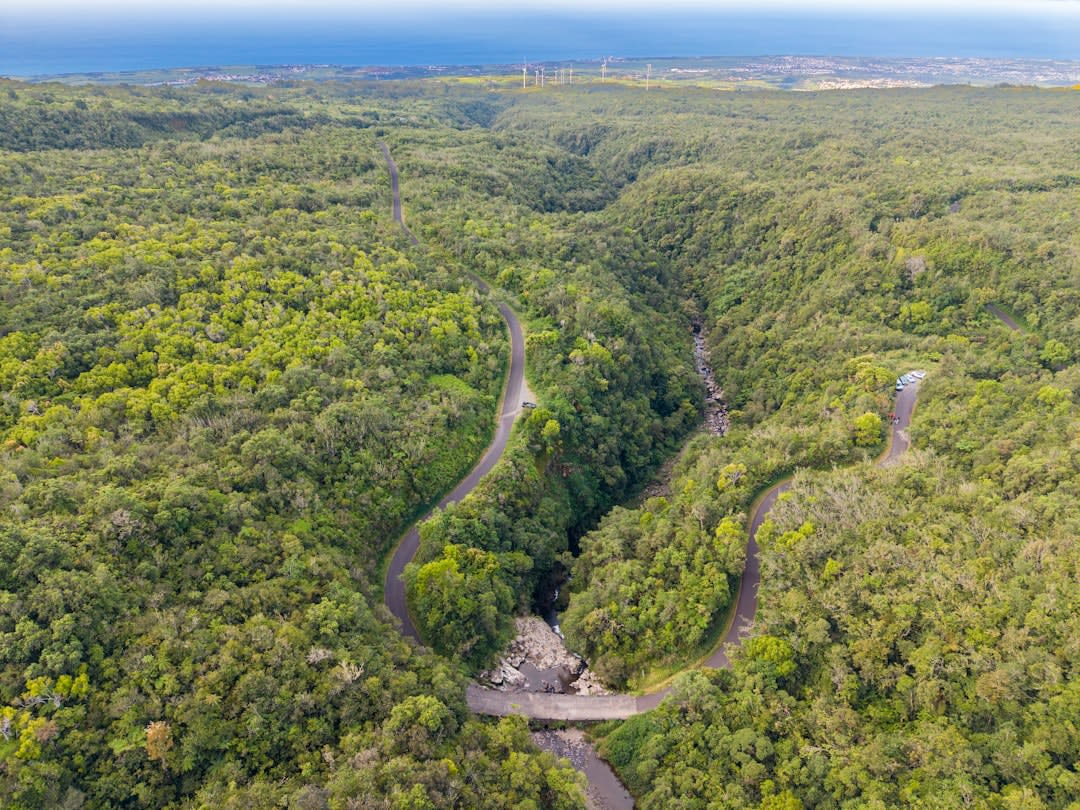 A convoy of vehicles passing through the dense forest of the Jarawa Tribal Reserve