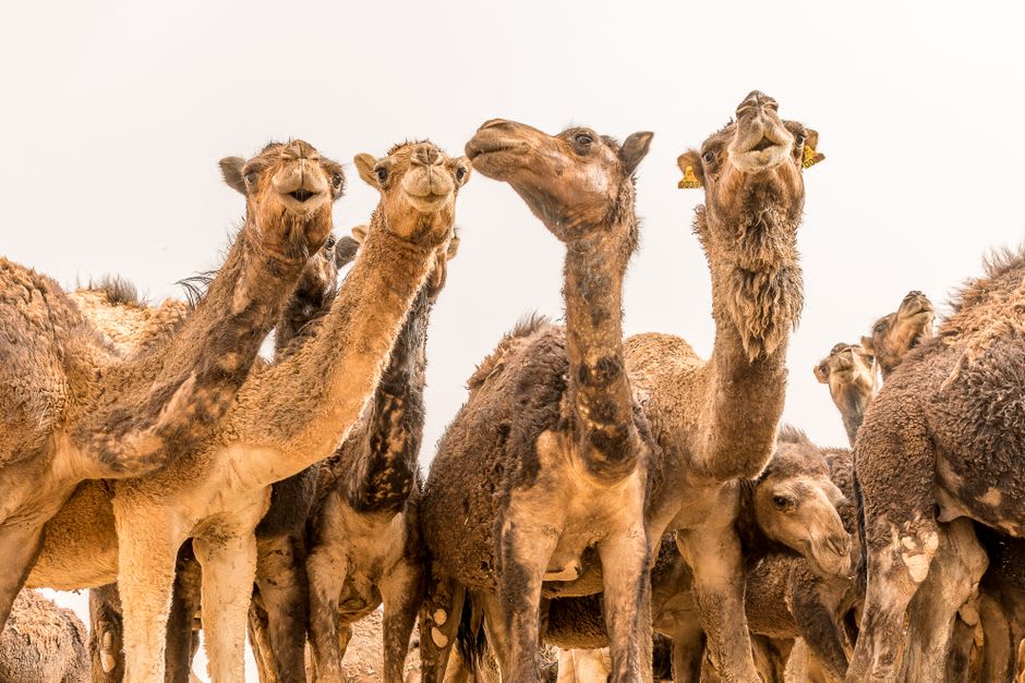 A camel herd grazing at the National Research Centre on Camel outside Bikaner