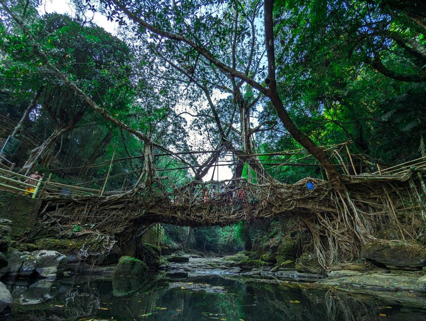The double-decker living root bridge at Nongriat spanning a clear jungle river