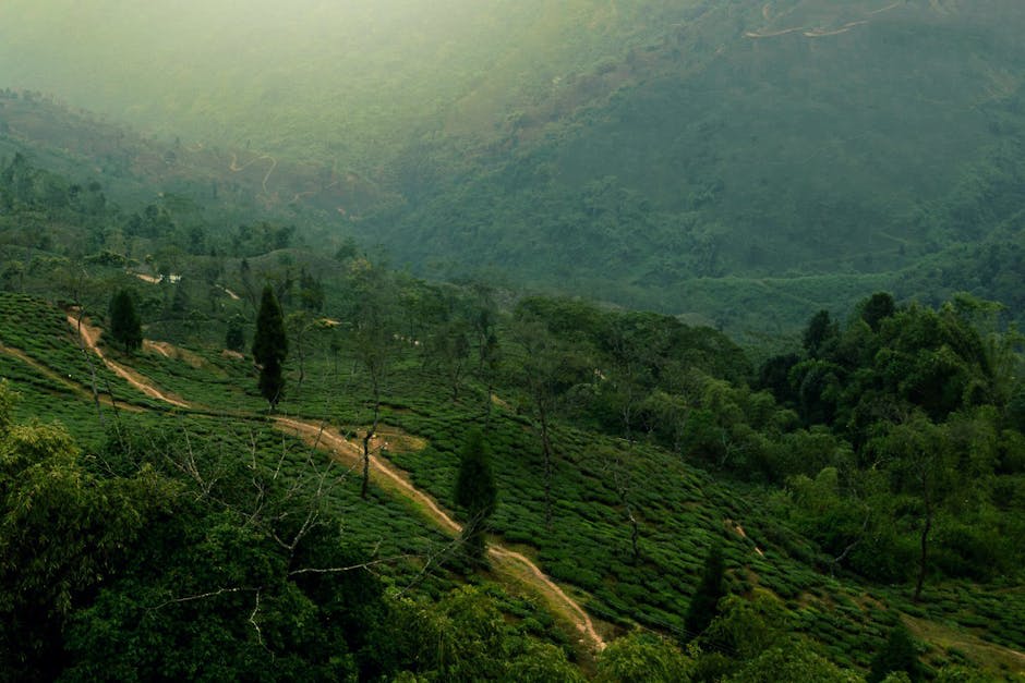 Rolling tea plantations covering green hills with mountain backdrop