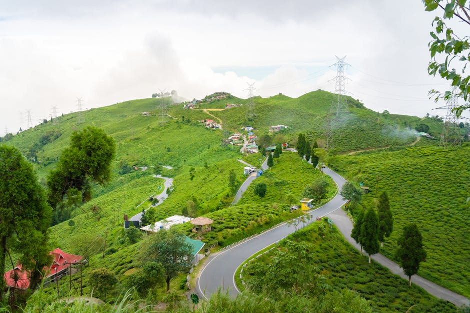 Misty morning view over tea-covered hills and distant snow peaks