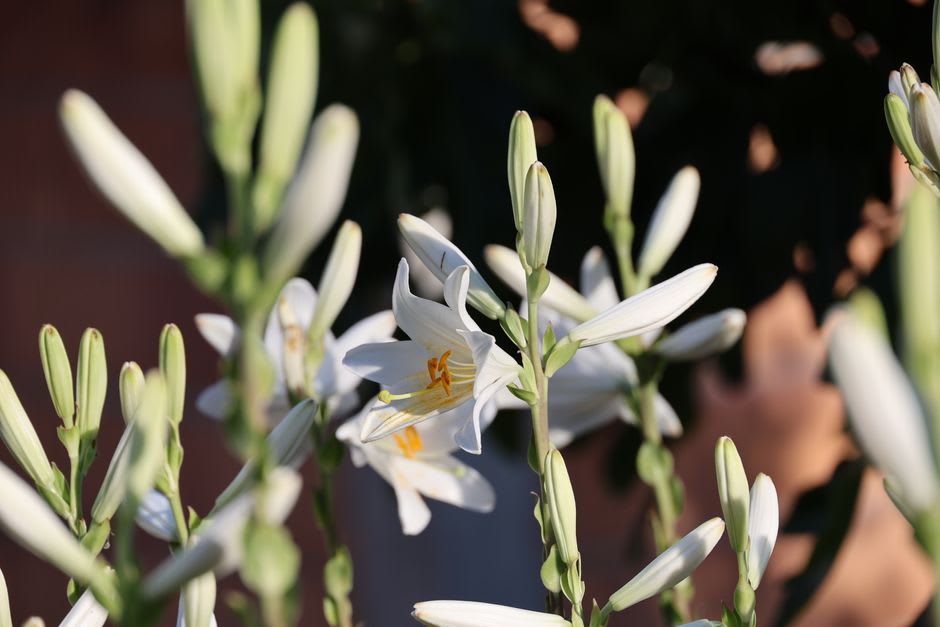 The rare white Dzukou lily blooming among green grass on the valley slopes