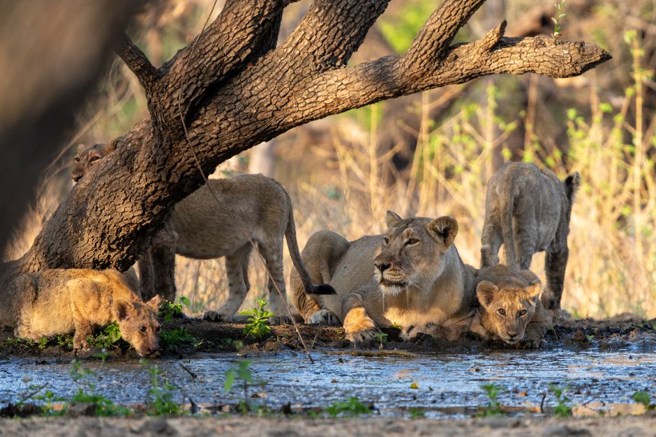 A lioness and cubs resting in the dry scrub forest of Gir National Park at dawn