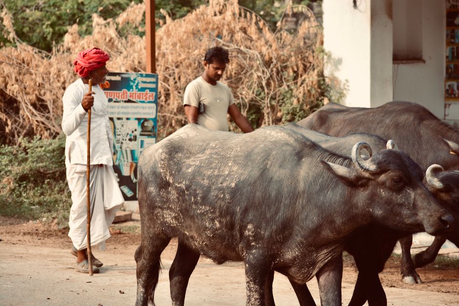 A Maldhari herder tending buffalo near a forest settlement on the edge of Gir