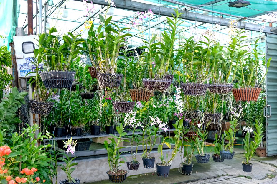Rows of orchids in a Kalimpong flower nursery greenhouse