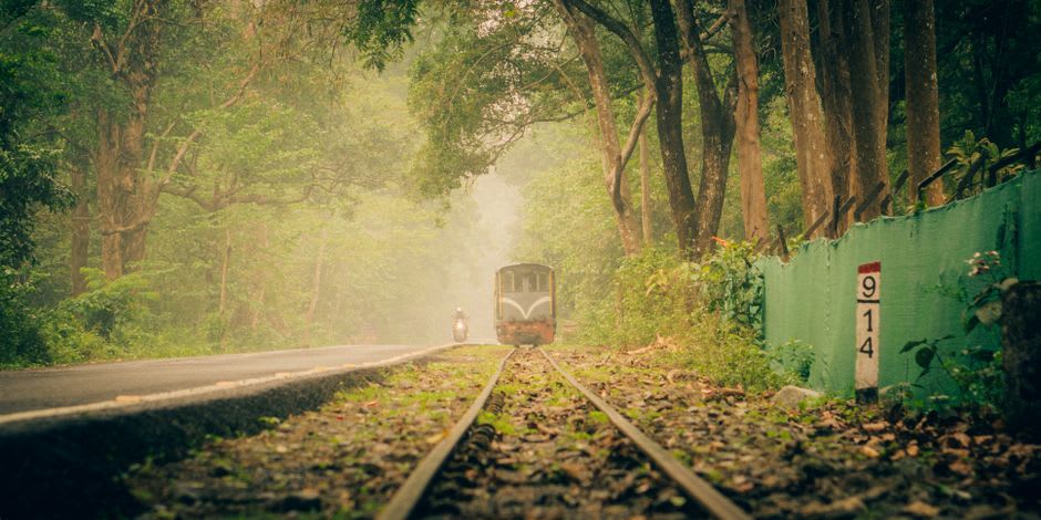 Morning mist rising through the sal trees along a forest track in Kanha National Park