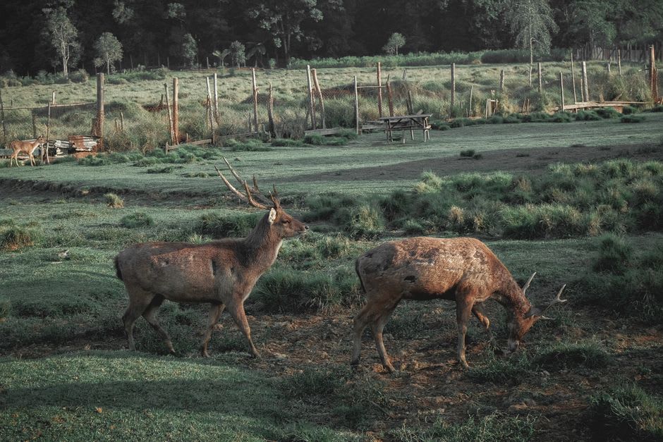 A barasingha stag with branched antlers grazing in a meadow at dusk in Kanha National Park