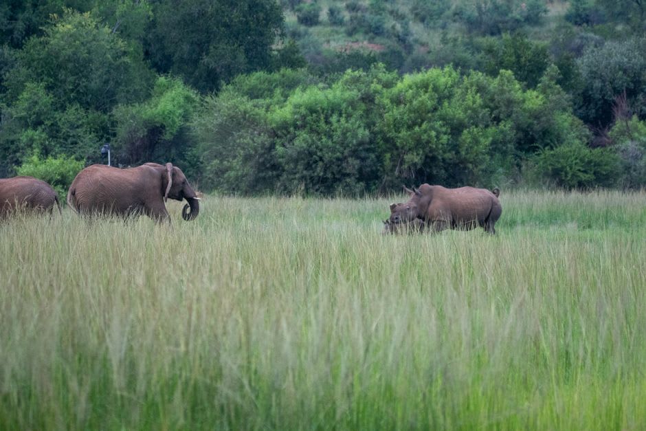Wild elephants and one-horned rhinos grazing together in Kaziranga's tall grassland at sunrise
