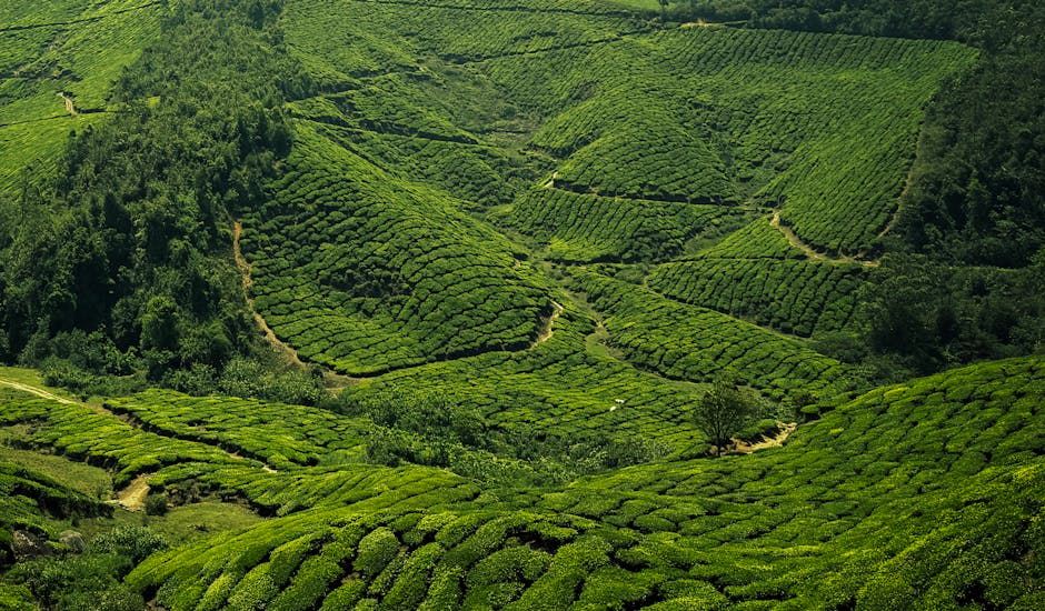 Lush green tea plantations covering rolling hills in Munnar