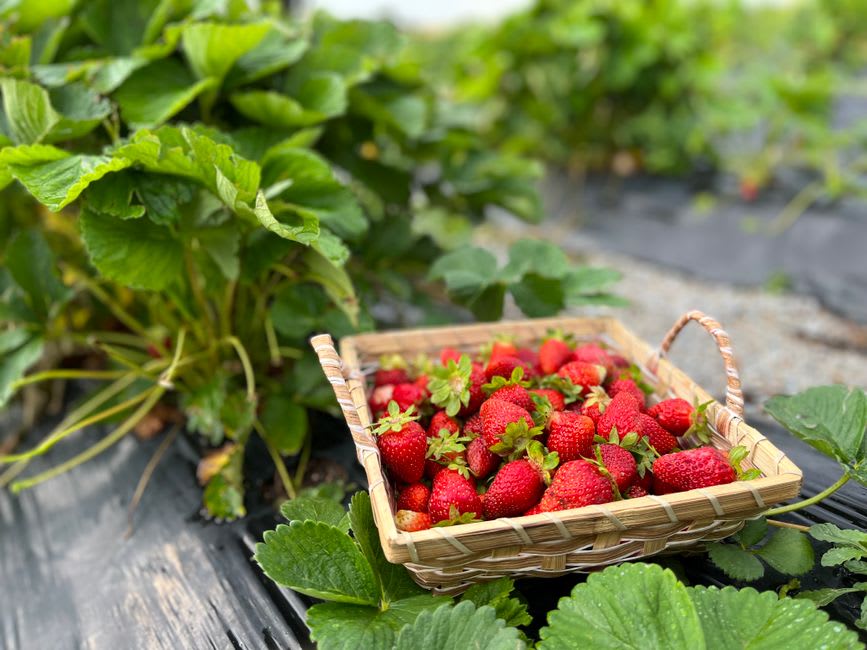 A farmer's basket freshly picked with ripe strawberries at a Mahabaleshwar farm