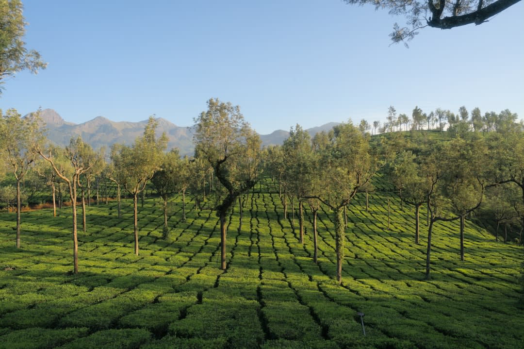 Rows of tea bushes stretching across the hillsides of Munnar with workers visible in the distance