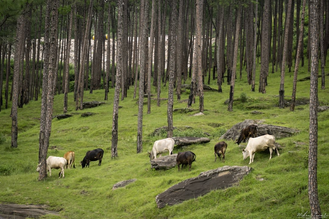 A Nilgiri tahr standing on a misty grassy ridge above the tea plantations near Munnar
